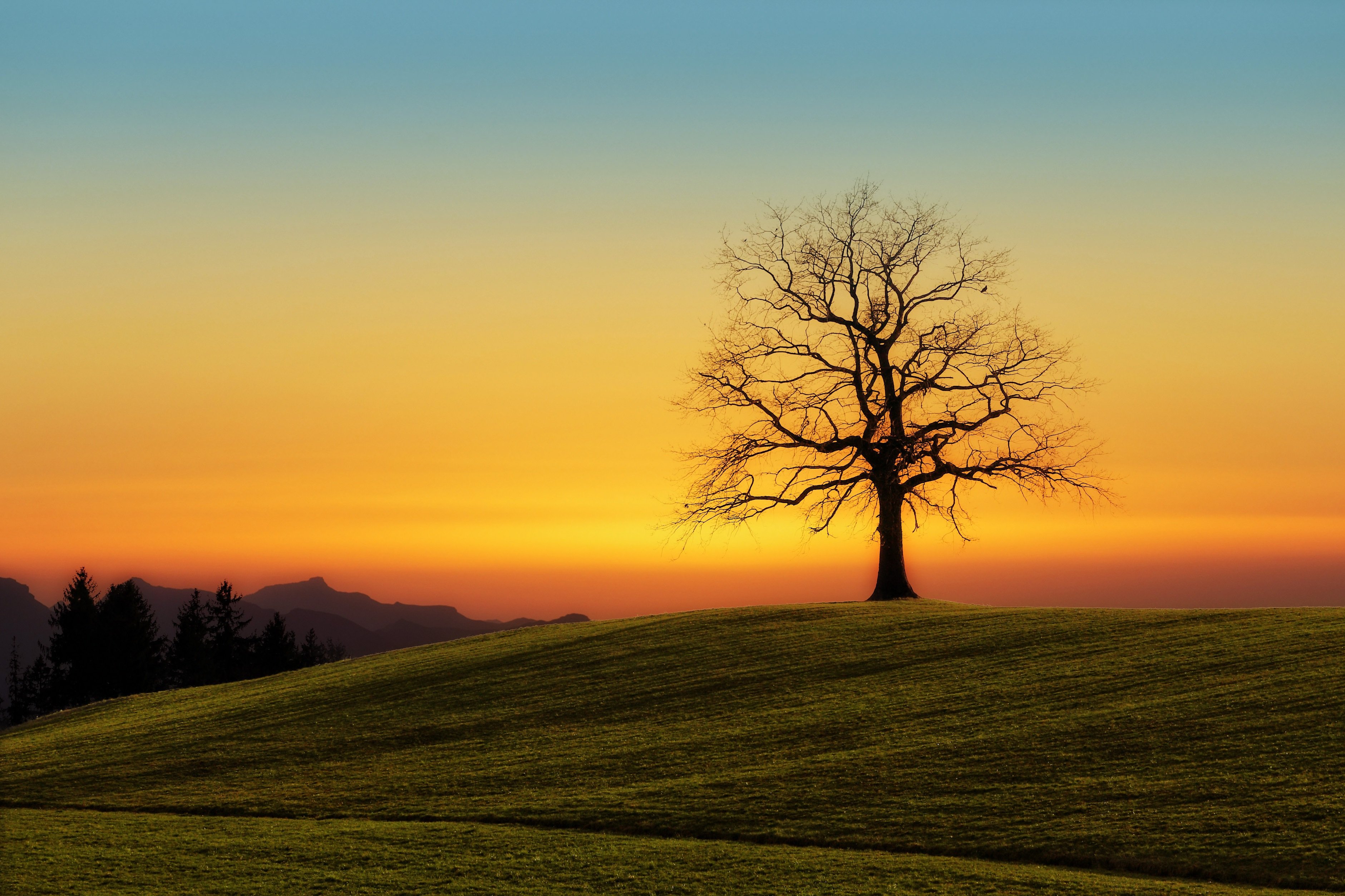 Ein großer, fest verwurzelter Baum steht im goldenen Licht des Sonnenuntergangs. Das Bild symbolisiert Stärke, Stabilität, innere Kraft und Wachstum.